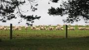 2007-06-02 NZ Purakanui IMG_8823 Sheep on John's farm